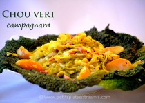 Chou vert campagnard