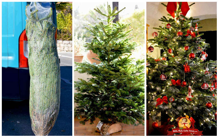 Commander et se faire livrer son sapin de Noël en quelques clics  Petits Plats Entre Amis